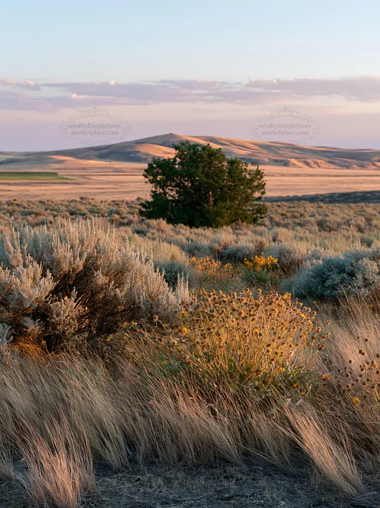 Sagebrush meadow light with tree and hills in quiet landscape - AI-generated stock image