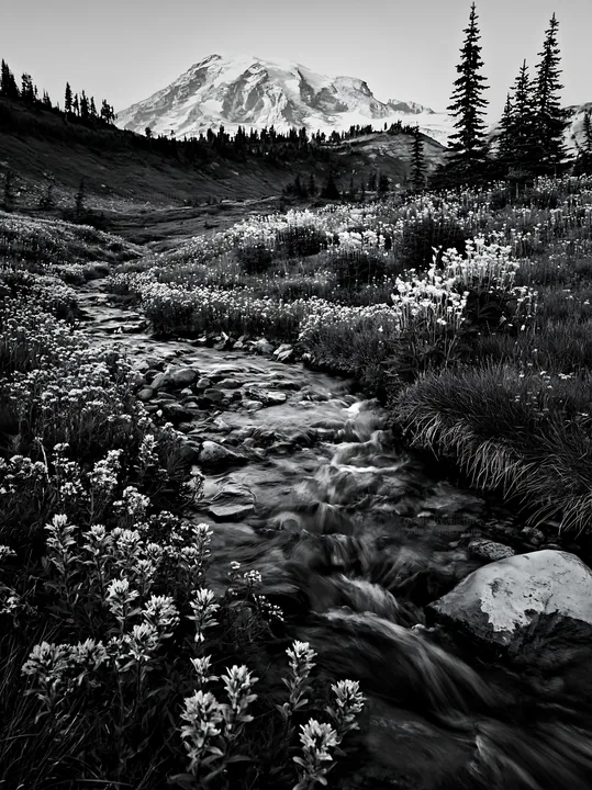 Black and white mount Rainier wildflower meadow sunrise with stream and flowers - AI-generated stock image