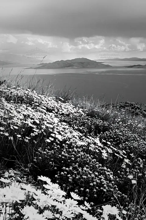 Black and white croatian meadow above Adriatic coast showcases colorful wildflowers - AI-generated stock image