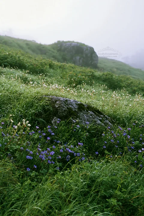 Aomori climate resilient meadow with boulder and wildflowers - AI-generated stock image