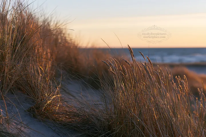 Meadow seedheads backlit at dusk near the shoreline - AI-generated stock image