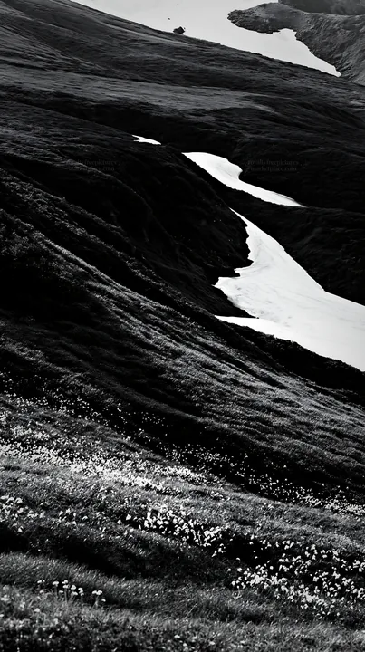 Black and white akita snowmelt meadow with silver grasses in spring - AI-generated stock image