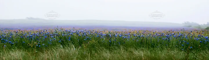 Colorful cornflower meadow in a misty landscape - AI-generated stock image