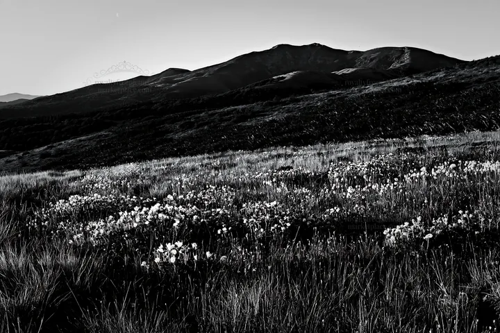 Moonrise over a meadow with wildflowers and mountains - AI-generated stock image