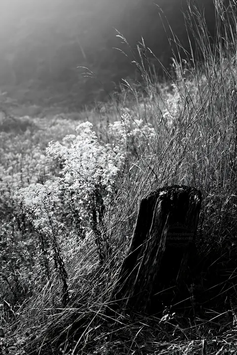 Black and white fukushima native meadow with weathered stump - AI-generated stock image