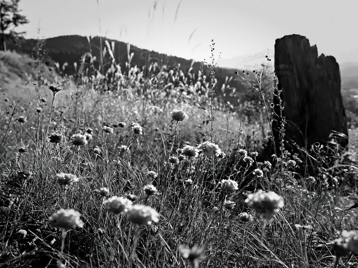 Black and white fukushima native meadow with weathered stump - AI-generated stock image