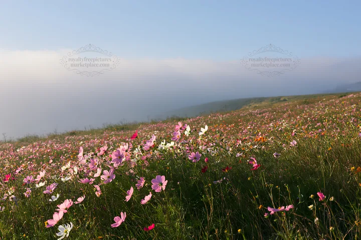 Colorful cosmos meadow filled with blooming flowers - AI-generated stock image