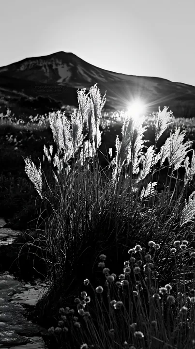 Black and white akita snowmelt meadow with silver grasses at sunset - AI-generated stock image