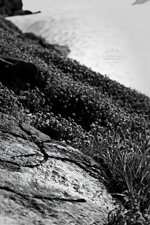 Snowmelt revealing rocks and vegetation in Toyama alpine meadow - AI-generated stock image