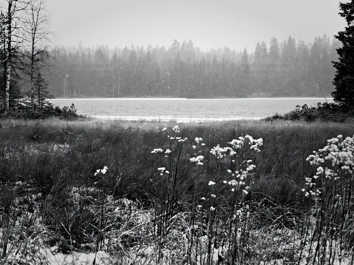 Black and white lakeside meadow after first snowfall in winter scenery - AI-generated stock image