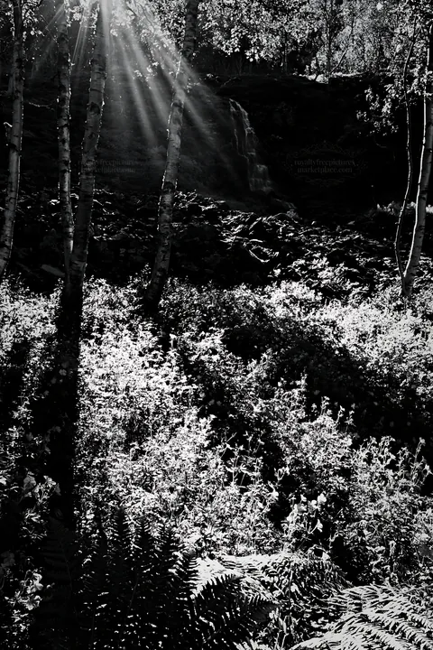 Sunbeams shine through trees in Jotunheimen valley meadow - AI-generated stock image