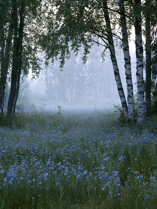 Misty forest meadow with blue flowers among the trees - AI-generated stock image