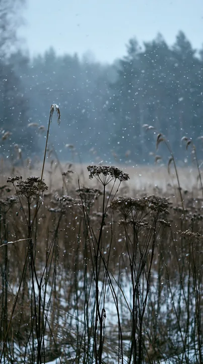 Snow falls on seedheads in a meadow during winter - AI-generated stock image