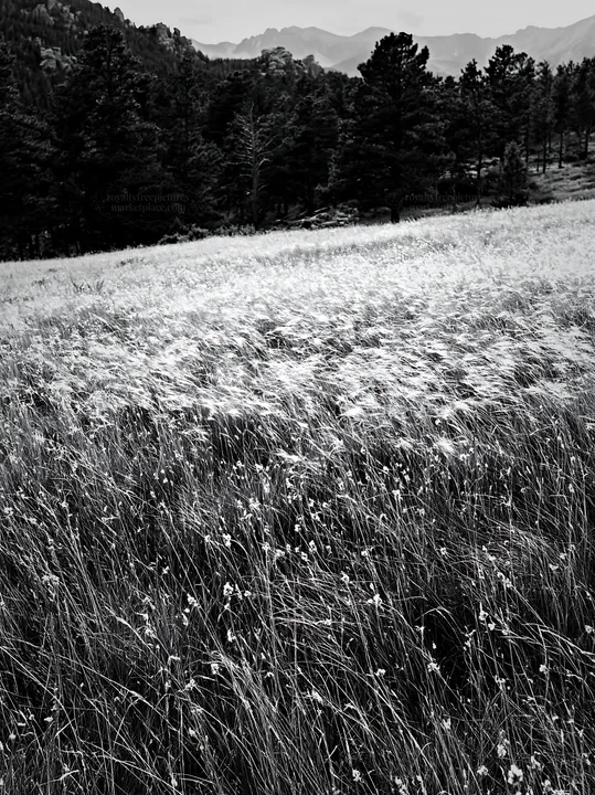 Black and white meadow with seedheads and distant mountains under cloudy sky - AI-generated stock image