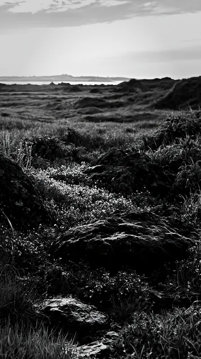Black and white miyagi spring recovery meadow mossy stone at sunset - AI-generated stock image