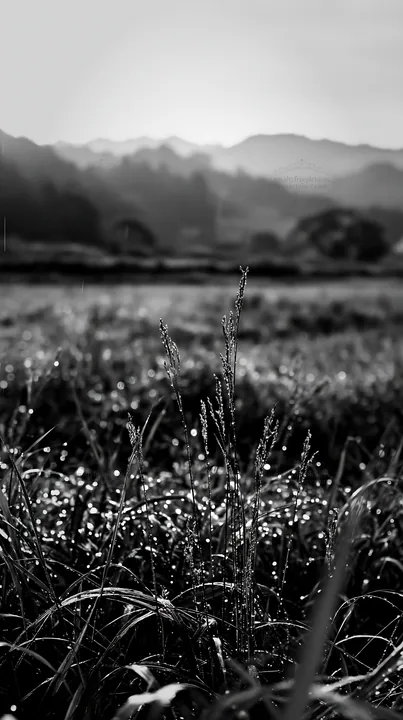Black and white fukui native grass meadow rain droplets glisten in the light - AI-generated stock image