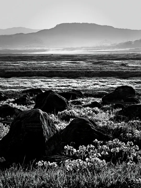 Kyoto spring wildflower meadow with stone foreground - AI-generated stock image