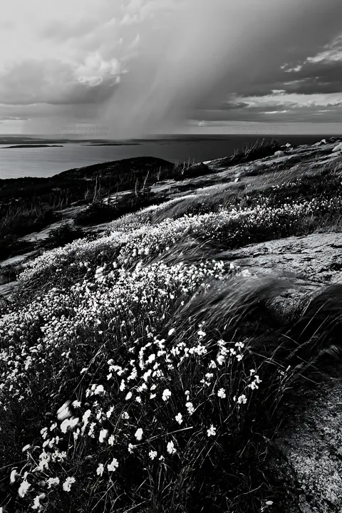 Coastal cliff meadow with wildflowers under overcast sky - AI-generated stock image