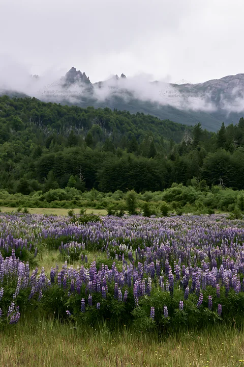 Lupin meadow with mountains and clouds in the background - AI-generated stock image