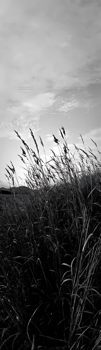 Black and white iwate rain refreshed meadow seedhead foreground - AI-generated stock image