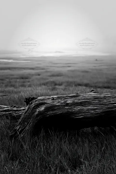 Driftwood on grassy meadow in Chiba coastal climate - AI-generated stock image