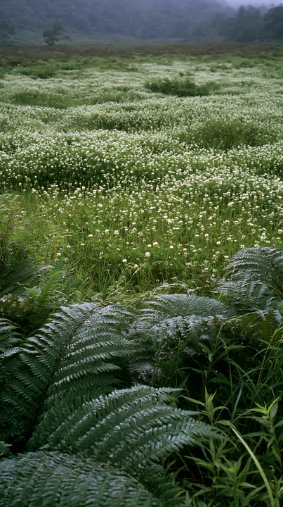 Nara summer meadow with fern foreground in green fields - AI-generated stock image