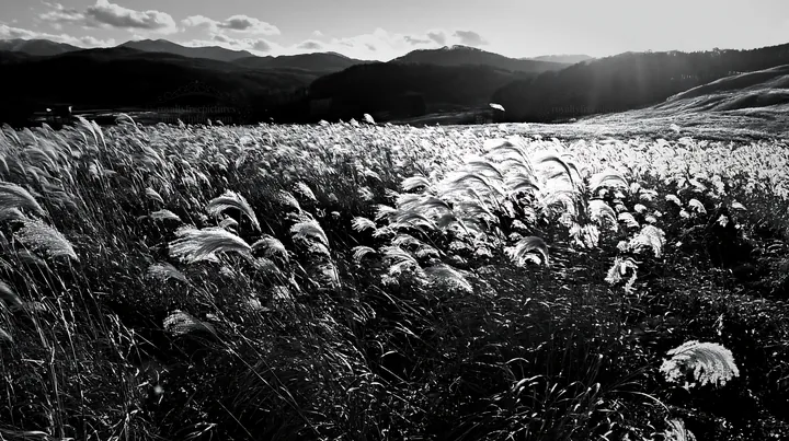 Snowmelt meadow with silver grasses in Akita region - AI-generated stock image