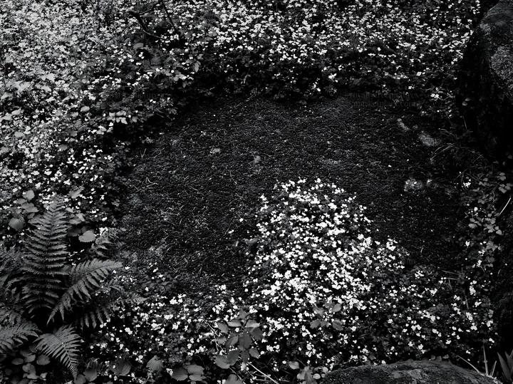 Black and white miyagi spring recovery meadow mossy stone surrounded by flowers - AI-generated stock image