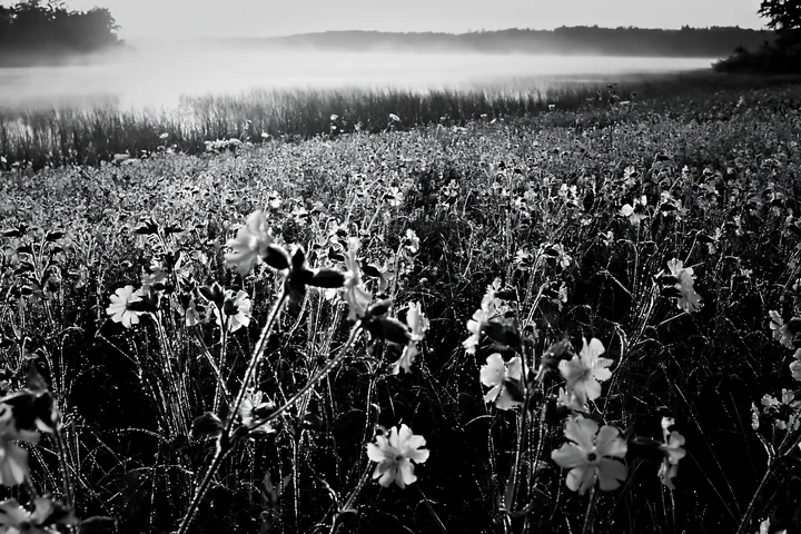 Sunlit lakeside meadow with flowers and mist at dawn - AI-generated stock image