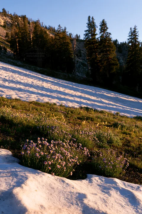 Snowy foothill meadow with wildflowers in late afternoon light - AI-generated stock image