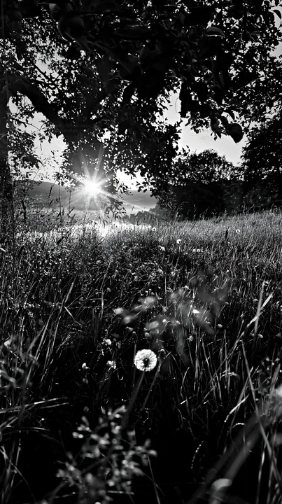 Black and white fjord orchard meadow during sunset with wildflowers and grass - AI-generated stock image