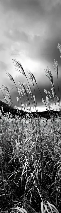 Hokkaido silver grass meadow seedheads against cloudy sky - AI-generated stock image