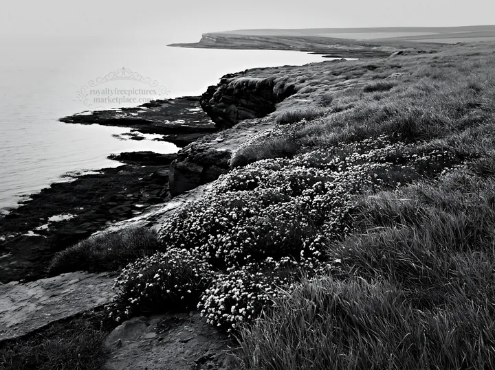 Coastal cliffs with flowers and calm water at sunset - AI-generated stock image