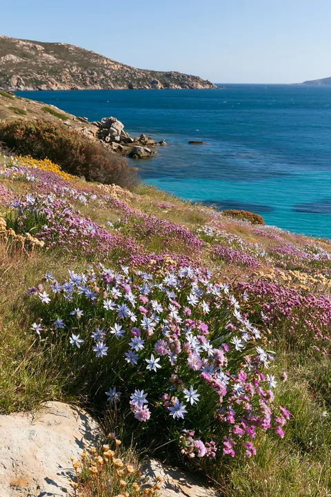 Drought-tolerant meadow along the coastline with colorful flowers - AI-generated stock image