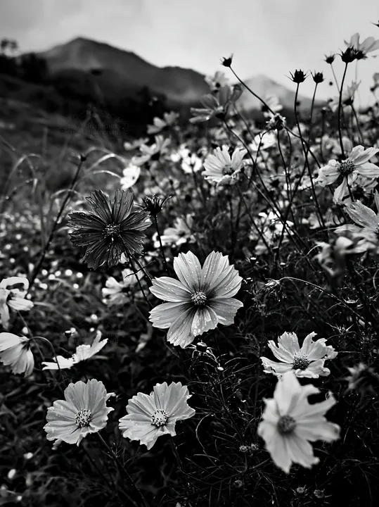 Black and white colorful cosmos meadow filled with blooming flowers - AI-generated stock image