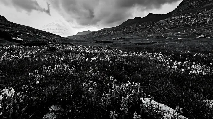 Black and white colorful orchid meadow with diverse wildflowers in a landscape - AI-generated stock image