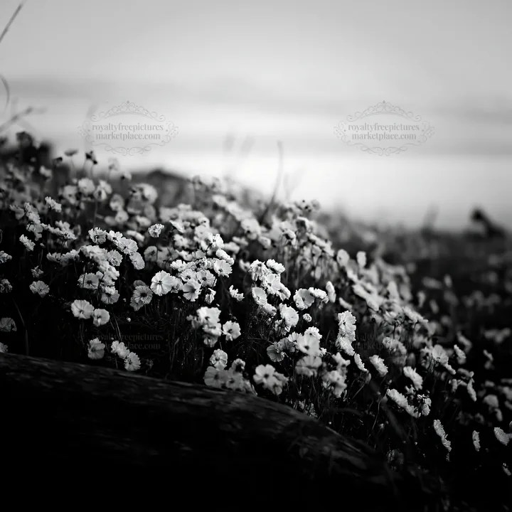 Black and white chiba coastal climate meadow driftwood foreground with flowers - AI-generated stock image