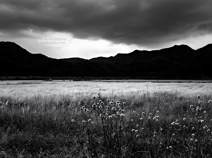 Black and white okayama golden meadow with seedhead foreground under dark clouds - AI-generated stock image