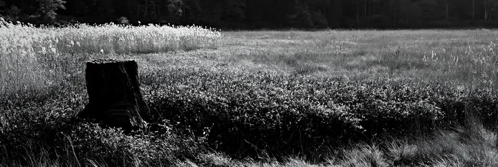 Black and white fukushima native meadow with weathered stump - AI-generated stock image