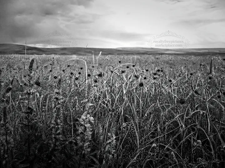 Black and white biodiverse meadow with wildflowers and grasses under a cloudy sky - AI-generated stock image