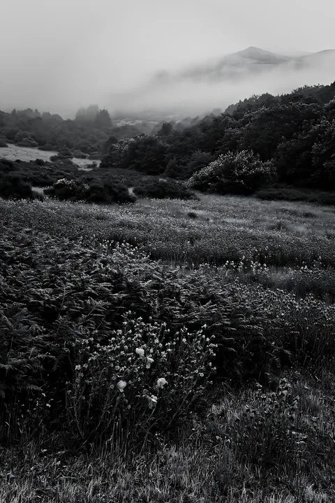 Poppy viper's-bugloss meadow in a foggy landscape - AI-generated stock image