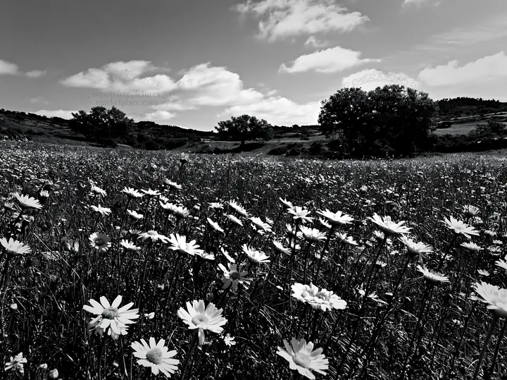 Floral landscape in a regenerative meadow during daylight - AI-generated stock image