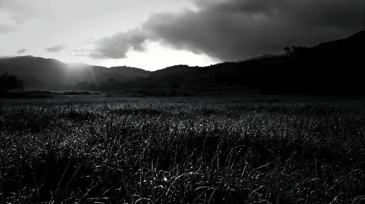 Miyazaki sunrise in a meadow with dew covered sedges - AI-generated stock image