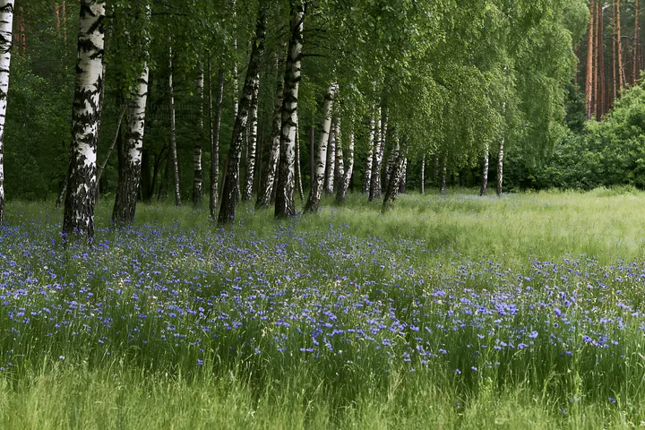 Forest edge meadow with flowering plants and birch trees - AI-generated stock image
