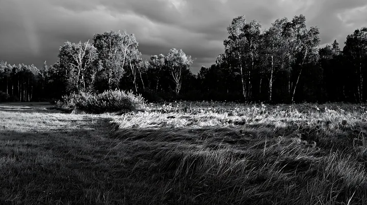 Birch trees in a meadow under cloudy skies - AI-generated stock image