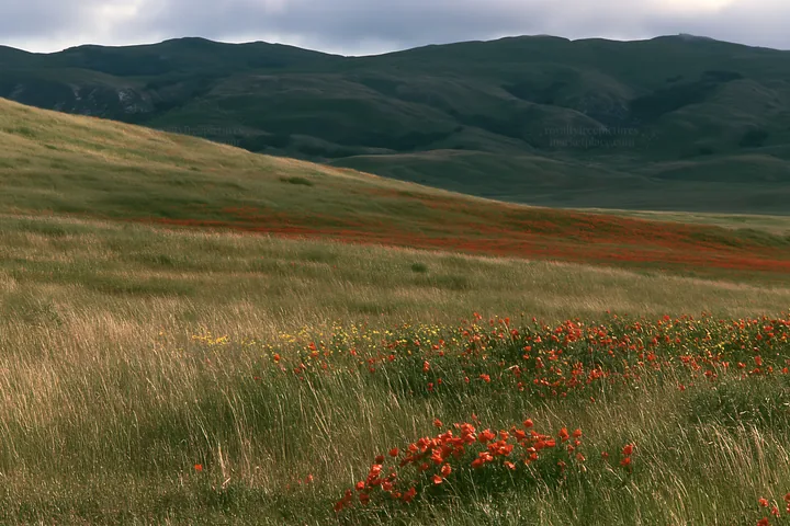 Cloudy foothill meadow with wildflowers in the background - AI-generated stock image