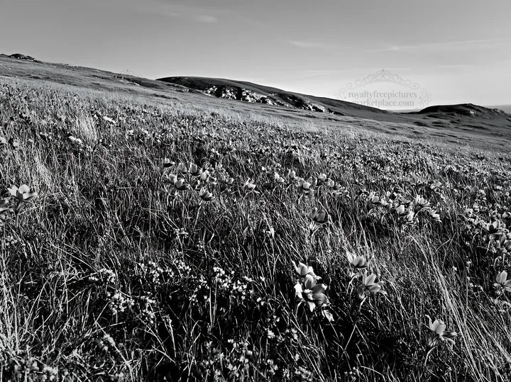 Sunny chalk slope meadow with wildflowers - AI-generated stock image