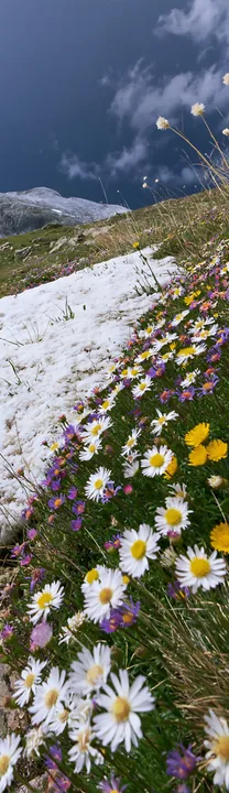 Vibrant flowers in a snowline meadow during cloudy weather - AI-generated stock image