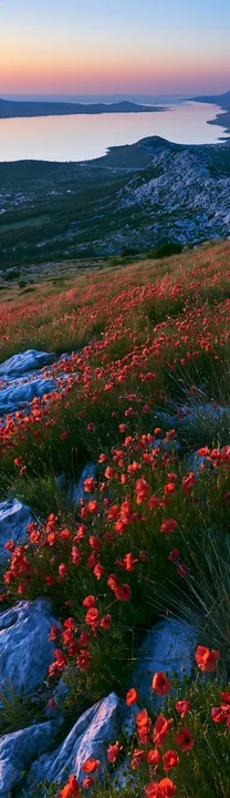 Croatian meadow above Adriatic coast under evening sky - AI-generated stock image