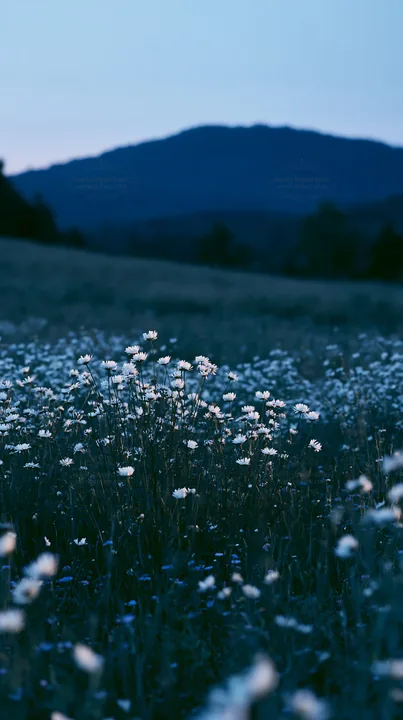 German foothill meadow with white flowers at dusk - AI-generated stock image